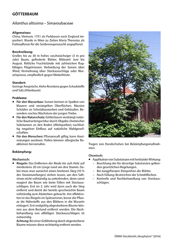 Erste Seite Steckbriefe invasiver Neophyten
